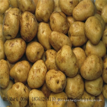 potato,fresh chinese potato,fresh dutch potato